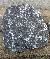 Royal Black Brocken (HKS)